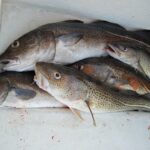 Merluzzo contaminato con segni visibili di deterioramento e avvelenamento, in un piatto.