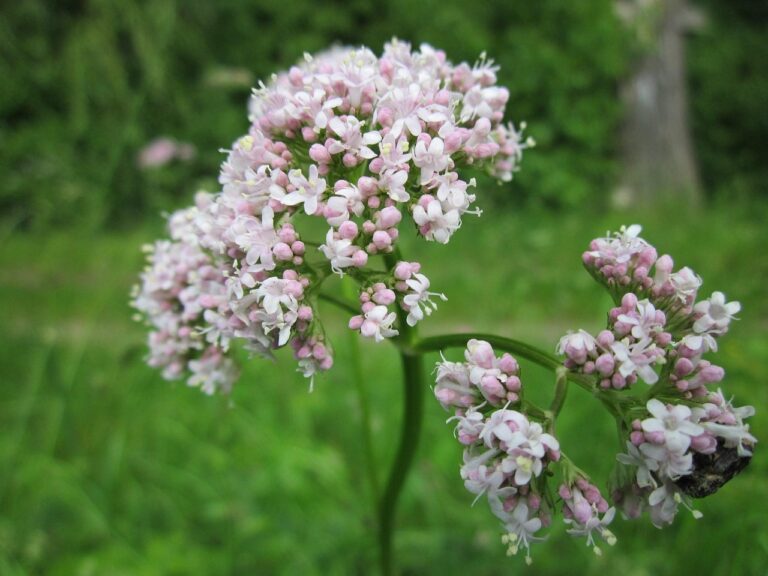 Barattolo di valeriana su un tavolo, simbolo di rimedi naturali contro l'ansia.