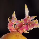 Patate germogliate con germogli verdi, simbolo di potenziale tossicità.