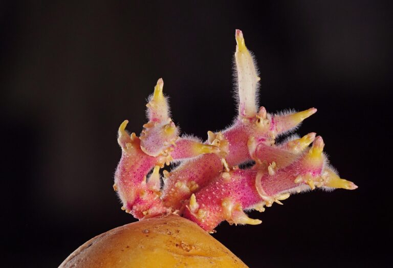 Patate germogliate con germogli verdi, simbolo di potenziale tossicità.