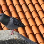 Immagine di un giardino con oggetti arancioni per allontanare i piccioni.
