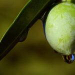 Olio extravergine d'oliva di alta qualità, con un colore verde intenso e un'alta viscosità.