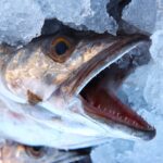 Etichetta di un pesce congelato con avvertenze e informazioni ingannevoli evidenziate.