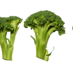 Broccoli freschi su un tavolo, con un avviso su quando evitarne il consumo.